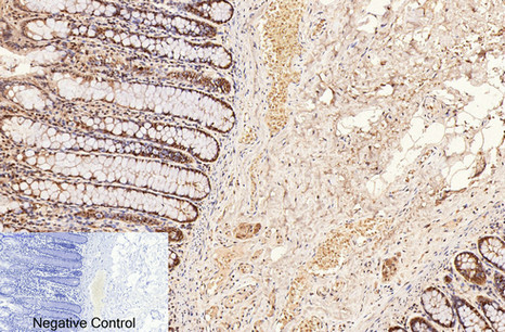 CD2 Monoclonal Antibody (E-AB-22097)