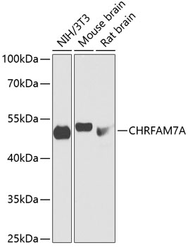 CHRFAM7A Polyclonal Antibody (E-AB-64275)
