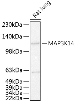 MAP3K14 Polyclonal Antibody (E-AB-90270)