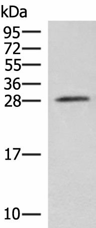 NIPSNAP3A Polyclonal Antibody (E-AB-18802)
