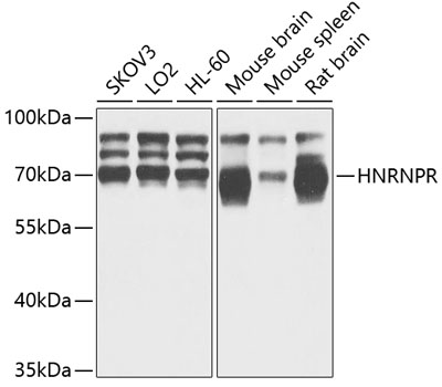 HNRNPR Polyclonal Antibody (E-AB-92340)