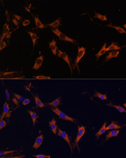 KSR1 Polyclonal Antibody (E-AB-65205)