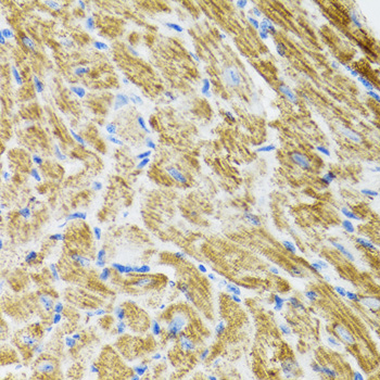 POLG2 Polyclonal Antibody (E-AB-61303)