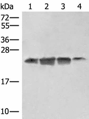 EIF3K Polyclonal Antibody (E-AB-52855)