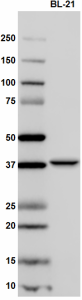 Purified anti-Maltose Binding Protein (MBP) Antibody (Previously Covance catalog# MRT-131P)