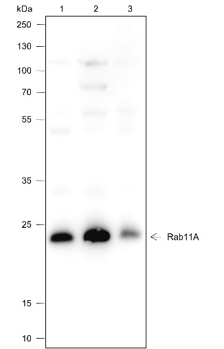 Recombinant Rab11A Monoclonal Antibody (AN301690L)