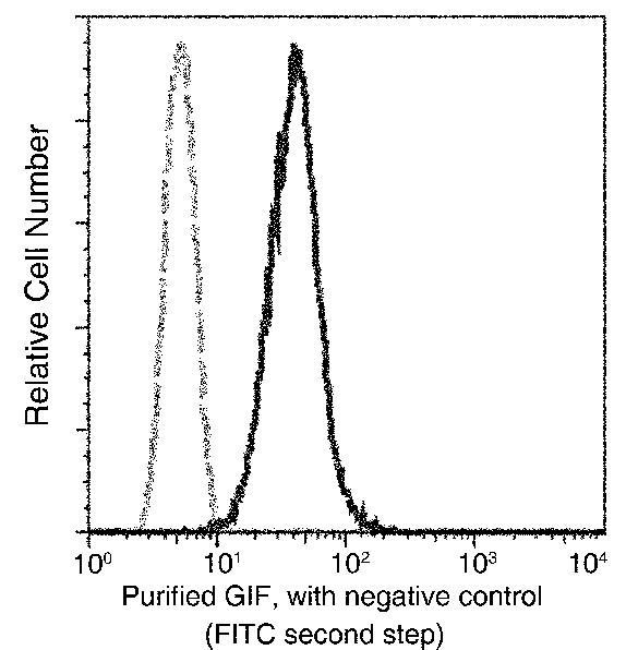 Recombinant Gastric intrinsic factor/GIF Monoclonal Antibody (AN300440P)
