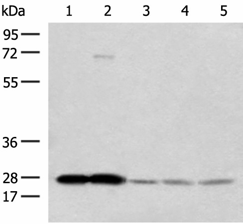 OVOL2 Polyclonal Antibody (E-AB-18813)