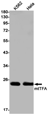 Recombinant mtTFA Monoclonal Antibody (E-AB-81584)