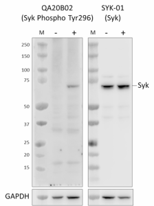Purified anti-Syk Phospho (Tyr296) Recombinant Antibody (949301)