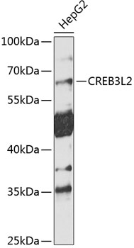 CREB3L2 Polyclonal Antibody (E-AB-90203)