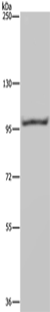 NEDD9 Polyclonal Antibody (E-AB-15091)