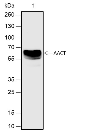 Recombinant AACT Monoclonal Antibody (AN301913L)