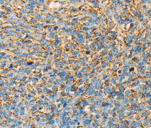 APOA4 Polyclonal Antibody (E-AB-14586)