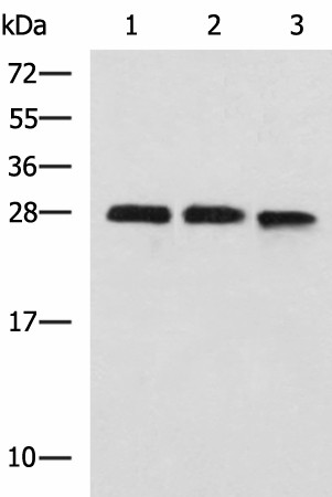 PLEKHF2 Polyclonal Antibody (E-AB-53115)