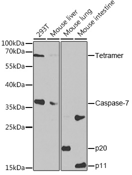 Caspase-7 Polyclonal Antibody (E-AB-60327)