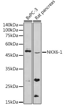NKX6-1 Polyclonal Antibody (E-AB-92239)