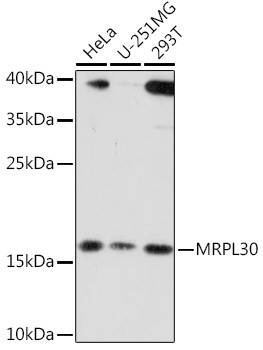 MRPL30 Polyclonal Antibody (E-AB-91566)