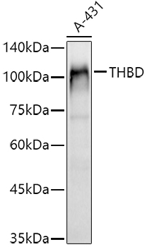 CD141/Thrombomodulin Polyclonal Antibody (E-AB-92576)