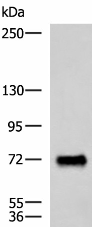 PPEF1 Polyclonal Antibody (E-AB-19085)