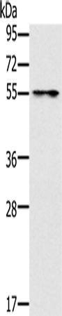 PUS10 Polyclonal Antibody (E-AB-13544)