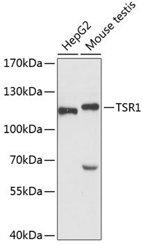 TSR1 Polyclonal Antibody (E-AB-65500)