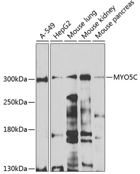 MYO5C Polyclonal Antibody (E-AB-92787)