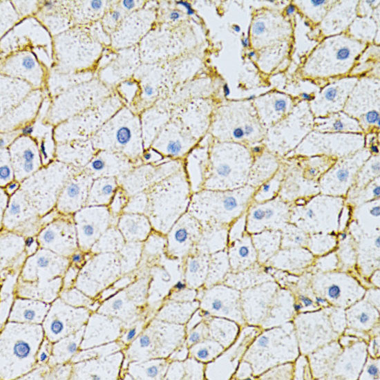 BSG Polyclonal Antibody (E-AB-60343)