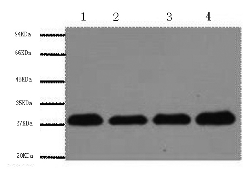 PCNA Monoclonal Antibody (E-AB-22001)