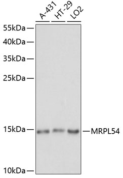 MRPL54 Polyclonal Antibody (E-AB-65164)