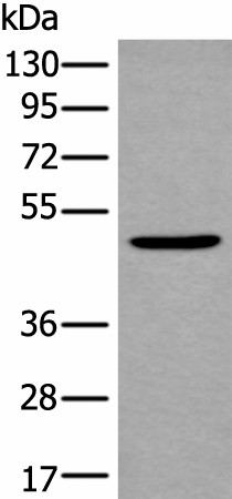 B4GAT1 Polyclonal Antibody (E-AB-53589)