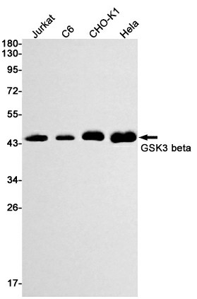 Recombinant GSK3 beta Monoclonal Antibody (E-AB-81450)