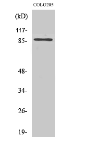 FOXO3 Polyclonal Antibody (E-AB-31469)