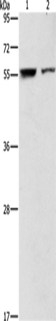 ARHGAP15 Polyclonal Antibody (E-AB-10828)