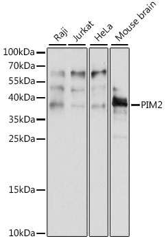 PIM2 Polyclonal Antibody (E-AB-91218)