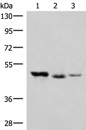 HMBOX1 Polyclonal Antibody (E-AB-52877)