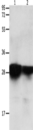 14-3-3 epsilon Polyclonal Antibody (E-AB-15794)