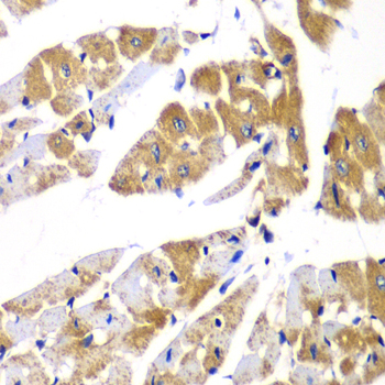 PPP1R12A Polyclonal Antibody (E-AB-61308)