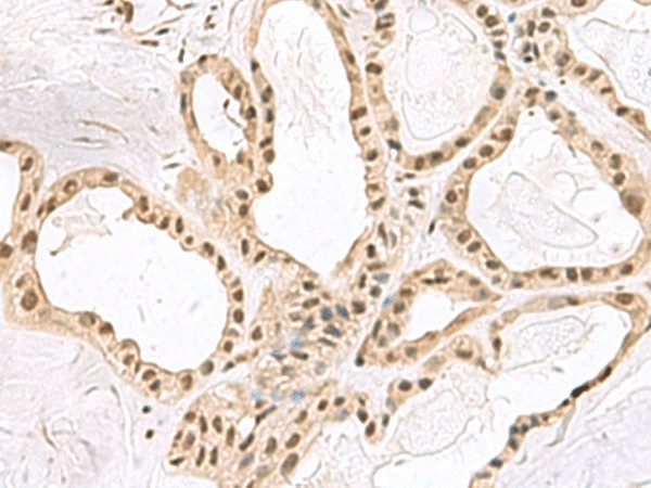 PCLAF Polyclonal Antibody (E-AB-53019)