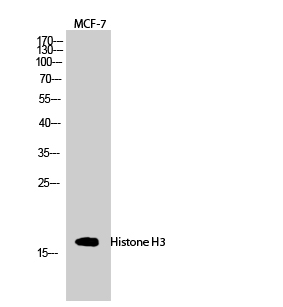 Histone H3 Polyclonal Antibody (E-AB-31686)