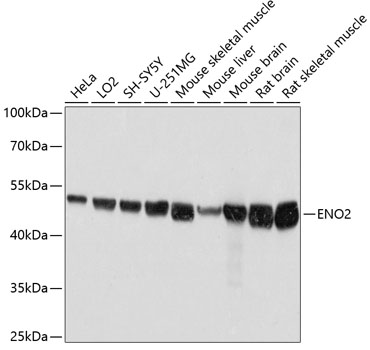 ENO2 Polyclonal Antibody (E-AB-63685)