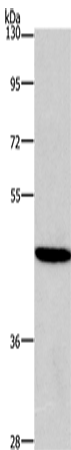 HDAC8 Polyclonal Antibody (E-AB-14127)