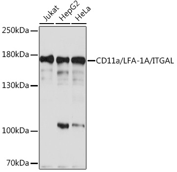 CD11a/LFA-1A/ITGAL Polyclonal Antibody (E-AB-93180)