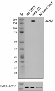 Purified anti-A2M Antibody (649851)