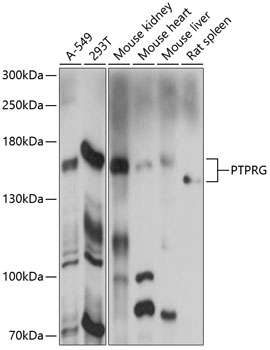 PTPRG Polyclonal Antibody (E-AB-90767)