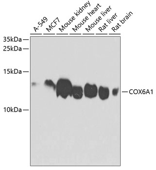 COX6A1 Polyclonal Antibody (E-AB-62050)