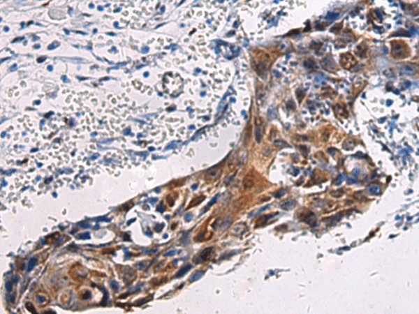 SORD Polyclonal Antibody (E-AB-53170)