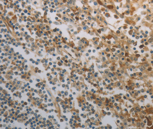 INHA Polyclonal Antibody (E-AB-14159)