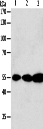 GSR Polyclonal Antibody (E-AB-10354)