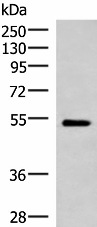 FUCA2 Polyclonal Antibody (E-AB-19054)